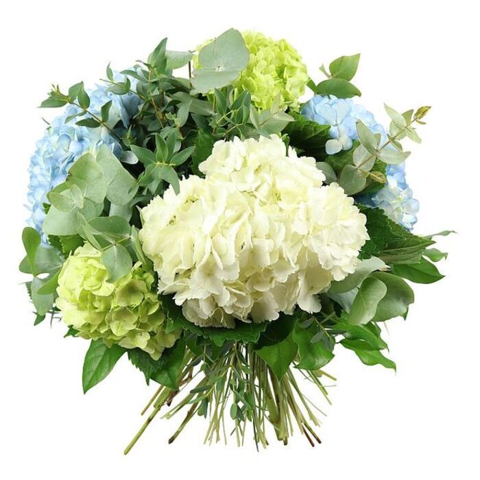 A gorgeously abundant hydrangea bouquet appears suspended against a crisp white background, showcasing a soothing palette of white, soft blue, and lime green that mirrors the gentle elegance of Brompton's residential streets. At its heart, a voluminous, rounded head of creamy white hydrangea draws the eye, every tiny floret overlapping to create a plush, cloud-like mound. Flanking this central bloom are clusters of sky-blue hydrangeas placed towards the upper left and right, their petals delicately ruffled and tinged with pale, watery blues that suggest early summer light along quiet side streets off Brompton Road. Tucked more closely to the base and edges, lime-green hydrangeas introduce an invigorating pop of colour, their chartreuse tones adding a sense of freshness and growth, like new leaves in a hidden garden courtyard. Threaded through the hydrangeas is a generous mix of foliage: the distinctive, rounded discs of eucalyptus in muted silvery-green create a soft haze, providing contrast to the more vivid flower heads, while deeper emerald leaves, smoother and slightly glossy, anchor the design with weight and structure. The bouquet is hand-tied, with all stems neatly gathered and aligned at the bottom, showing off the clean, radial pattern that an experienced florist's hands create. Soft, even lighting emphasises the subtle shadows between the petals and leaves, giving the composition depth without harshness. Overall, the bouquet emanates calm sophistication and quiet joy, an arrangement well suited for wedding mornings, new baby celebrations, comforting sympathy gestures, or simply bringing a touch of refined, garden-inspired beauty into homes and offices throughout Brompton and neighbouring South Kensington.