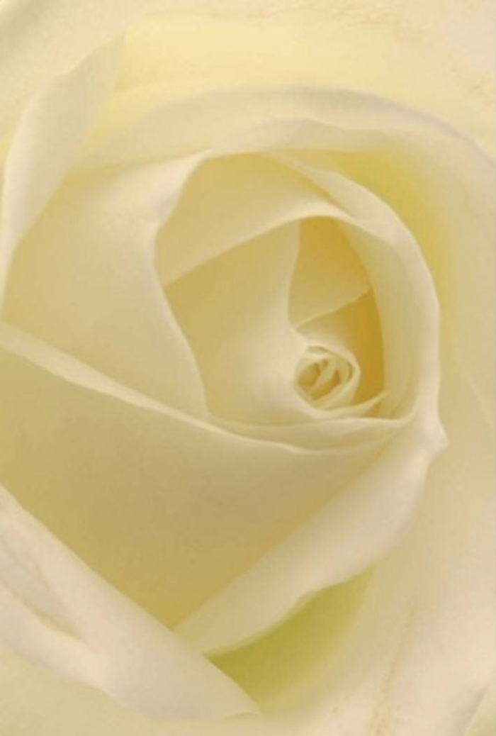 Seen in intimate detail, this classic white rose-gathered just around the corner from South Kensington's elegant walkways-draws the eye into its intricate whorls and layered petals, each imbued with a peaceful, luminous quality. Shades of purest white and gentle cream blend seamlessly, catching the soft afternoon light as it drifts through Brompton's leafy residential squares. There's a sophistication here: the bloom's heart spirals with near-perfect precision, its smooth, velvet textures hinting at endurance and sincerity. Outermost petals appear delicate, almost glowing, their arrangement a tribute to the skill of Brompton's local florists who keenly understand the region's refined tastes. This rose is suited for meaningful occasions-from heartfelt apologies to elegant wedding centrepieces at venues along Queen's Gate-each nuance in colour and shadow elevating the bouquet's emotional resonance. As a fragrance, it brings to mind crisp linen and fresh beginnings, understated yet ever appropriate for any emotion one seeks to convey. Through this rose, Brompton Florist celebrates the serenity and quiet nobility that Bloomsbury's finest gardens aspire to offer.