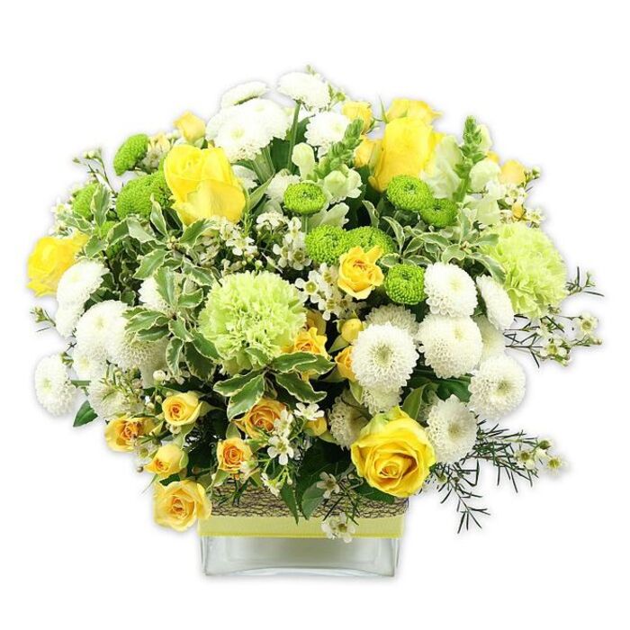 A lush, dome-shaped bouquet in a clear rectangular glass vase brings together sunny yellow, crisp white, and vibrant green blooms in a way that feels both polished and naturally abundant. At the front and centre, large yellow roses open fully, their velvety petals spiralling outward, while nearby buds promise more colour to come. Threaded among them are clusters of small yellow spray roses, which add layers of texture and give the arrangement a lively, almost conversational feel. White pompom chrysanthemums form smooth, rounded orbs, densely petalled and cushion-like, creating a pleasing contrast to the sharper lines of the rose petals. Bright lime green button chrysanthemums dot the design with small, globe-shaped bursts of colour, while larger, ruffled pale green blooms-evocative of frilly carnations or speciality green mums-soften the overall profile. The bouquet is generously framed with assorted greenery: some broad leaves edged in white, others deep olive or forest green, all combining to create a rich, layered background. Tiny white filler flowers with star-shaped petals are scattered throughout like small points of light, contributing to the feeling of fullness and detail. Encircling the middle of the clear vase is a rustic, textured wrap-suggestive of woven raffia, jute, or natural bark-over which a pale green or lime ribbon is neatly tied, adding a contemporary, design-led finish. Set against a bright white background, every stem and hue is clearly visible, resembling a piece of living art you might find in a Brompton gallery window near the museums. The mood is joyful yet refined, suitable for celebrating a special birthday, sending congratulations within Brompton, or creating a welcoming centrepiece in a townhouse just off Brompton Road.
